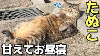 すりすり甘えたらちょっと眠くなったお腹ぽっちゃりキジトラたぬき猫たぬこちゃん😸（野良猫•地域猫）🐈