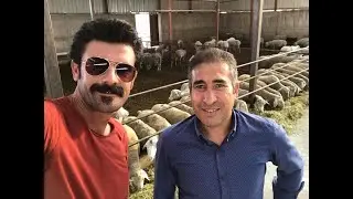 Küçükbaş Hayvan Yetiştiriciliği: Macar Merinosu Irk Özellikleri ve Yıllık Karı Nedir?