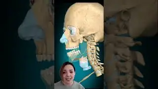 Голосовые связки #fitschi #биология #наука #голос #игры