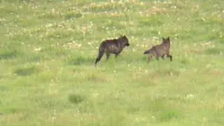 Wolves and Bears in Lamar Valley 7 3 19