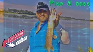 Shore fishing northern pike in summer#northernpike #fishing #pike #viral #pikefishing