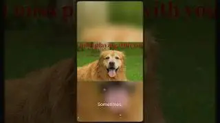 &ldquo;Dogs Remember Everything You Forget 💔&rdquo; #dogs #shorts