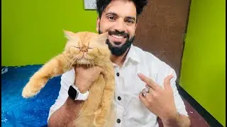 persian cats for sale #live #livestream