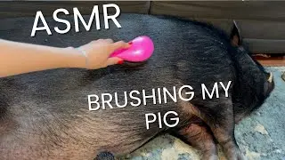ASMR Brushing My Pig, Trimming His Hooves, Pulling Out His Hair (He Is Shedding) #asmrbrushing