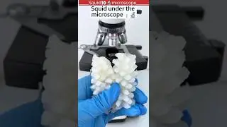 Squid 🐙 under the microscope 👀#shorts #facts #microscope