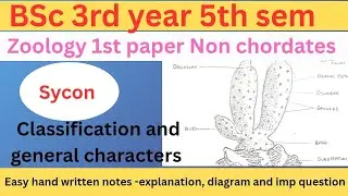 Sycon | external morphology of Sycon | sycon diagram | general characteristics | BSc,class 11,12