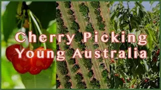 Cherry Picking | Young NSW | Australia #cherry #youngnsw #australia #visitnsw #cherrypicking #dji