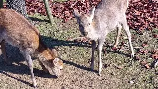 奈良公園の子鹿さん #80  Fawn of Nara Park
