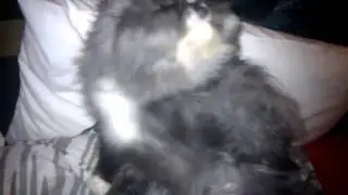 Perserkatt kopplar fel