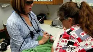 Vid #6 Muffin Gets the Comanion Therapy Laser Treatment For Hot Spot from Dr. Beach