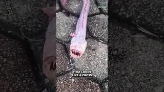 This Is Creepy 😨 #animals #fish