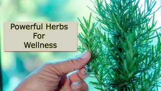 Top 10 Most Powerful Herbs For Wellness| Wellness Info HUb