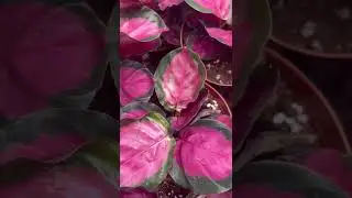 Calathea plant  Prayer plant  Maranta plant #indoorplant #naturalgreen #calathea #calatheaplant