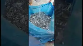 Fish Seed checking || Machli Palan