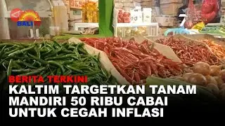 BERITA TERKINI - KALTIM TARGETKAN TANAM MANDIRI 50 RIBU CABAI UNTUK CEGAH INFLASI
