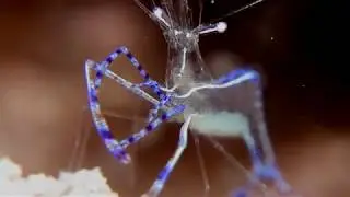 Dancing Shrimp