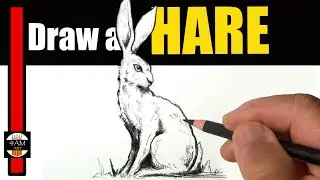 How to Draw a HARE (JACKRABBIT), Drawing Tutorial