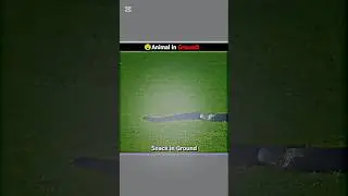 Animal in Cricket Ground #cricket #shorts
