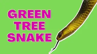 Green Tree Snake