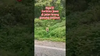 ngerii, penampakan HARIMAU Jawa di jalan serang baturraden #baturaden #gunungselamet #purbalingga