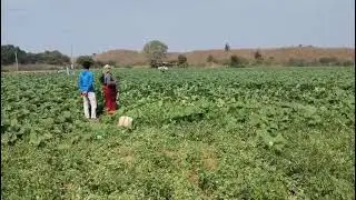 Drone sprayer on crops