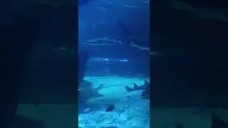 Jaws vibes!!! #shark #swimming #ripleysaquarium #myrtlebeach  #grateful #thankful #blessed