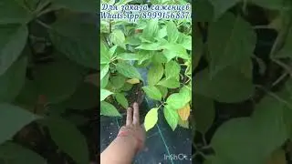 Пиксио🌸С3-1000₽