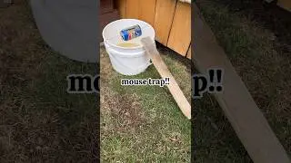 Link in description for full video! #diymousetrap #bucketmousetrap #diy #buckettrap #mousetrap