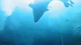 Weddell seal under ice in Antarctica