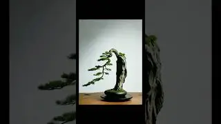 Creative Bonsai Inspiration | In Silence, I Grow  #211