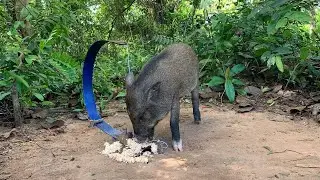 Primitive Wild Boar Pig Hunting Skill - Best Creative Boar Pig Trap Using Big Saw #boarpig #pigtrap