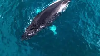 4K Nature and Animal video