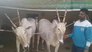 Beautiful Hallikar ox pair of MR.SANTHOSH in Varthuru Village and Hobli