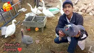 New Male Chakor Le Aaye | Pehle Wala Mar Gaya Tha | Real Vlog|| Haseeb Home Birds