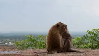 🐒 Circle of Care – Monkey Trio Under the Sky