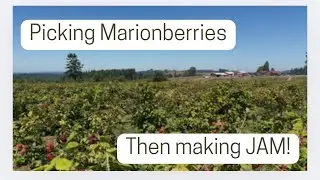 Picking Marionberries, then making JAM, How to make Marionberry Jam