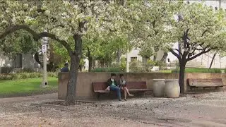Balboa Park's ornamental pear trees begin to bloom