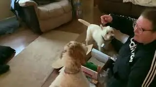 Chewy Valentine&rsquo;s Day goody box for dogs!