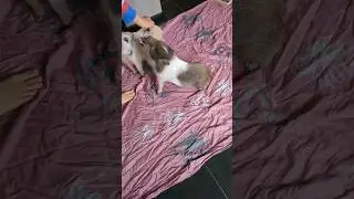 Meine #Minischweine machen #Sitz #schweine #haustiere #shorts