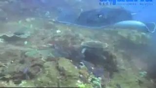 Oceanarium - Giant Blotched Fantail Ray