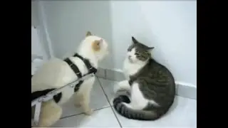 This disabled cat wasn't ready for  them skibbity paps. LOL!