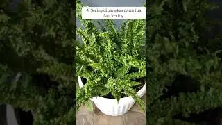 Cara merawat tanaman pakis hias