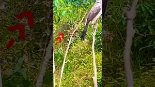Burung Kutilang Liar Pintar Pulut Perekat ||Mikat Burung Kutilang