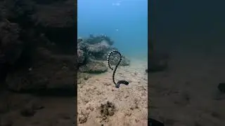 Banded Sea Krait Preys on Paralyzed Moray Eel