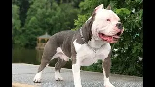 American Bully Show