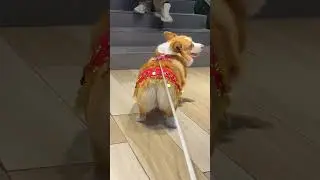 Corgi Belly Dance: The Cutest Performance Ever! 🐕💃 #cuteanimals #adorablepets #corgi  #dogdance