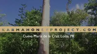 Karma Honey Project In Loiza, Puerto Rico