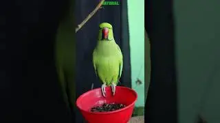 Loud Parrot Chirping | Parrot Short Video #04 ||