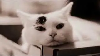 Super8 & Tab con Jan Burton - Free Love (subtitulada)