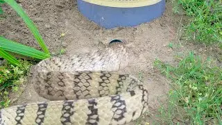 How to build a amazing wild snake trap using only Cambodian beer shells